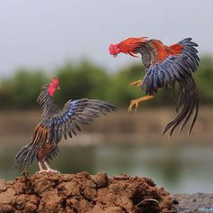 ไก่ชนเงินล้าน 