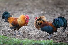 ทีเด็ดไก่ชน 