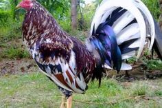 ไฮไลท์ไก่ชน