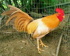 ไฮไลท์ไก่ชน