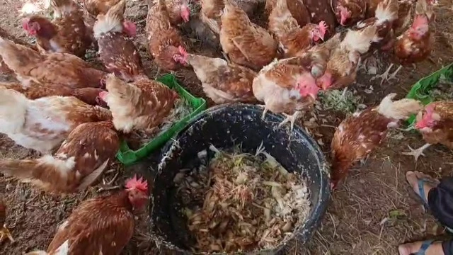 เจ้าอาวาสวัดอินทาราม พายเรือเก็บกระทง