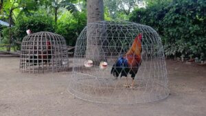 การเลี้ยงไก่ชน