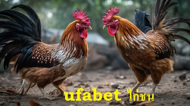UFABET ไก่ชน