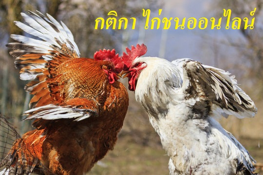 กติกา ไก่ชนออนไลน์