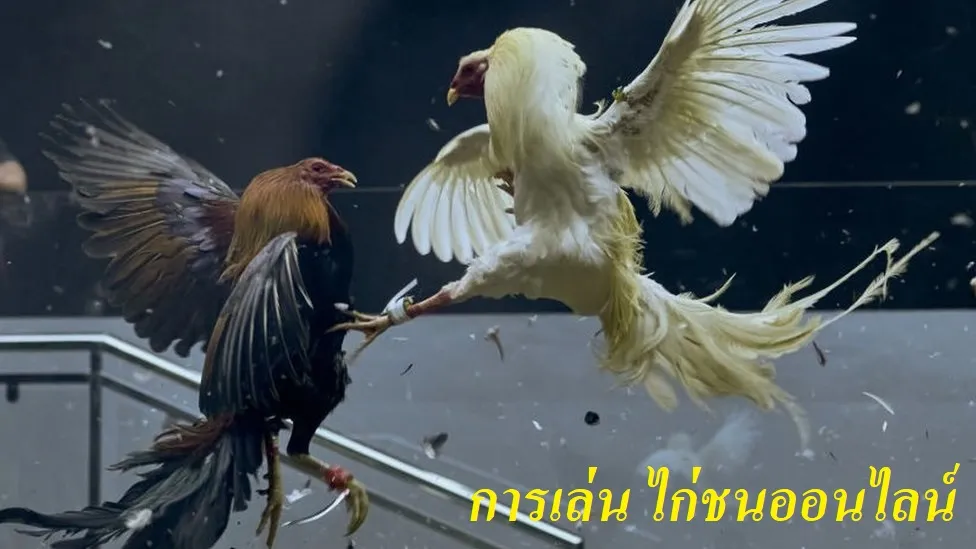 การเล่น ไก่ชนออนไลน์
