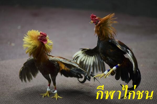 กีฬาไก่ชน