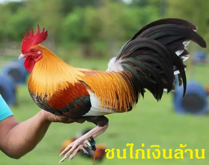 ชนไก่เงินล้าน