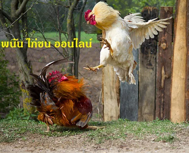 พนัน ไก่ชน ออนไลน์