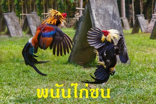 พนันไก่ชน