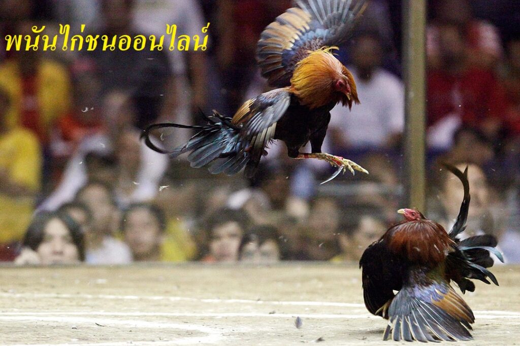 พนันไก่ชนออนไลน์