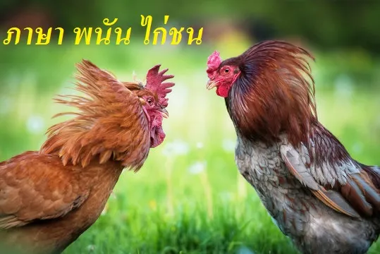 ภาษา พนัน ไก่ชน