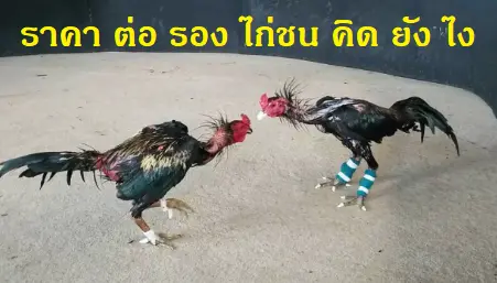 ราคา ต่อ รอง ไก่ชน คิด ยัง ไง