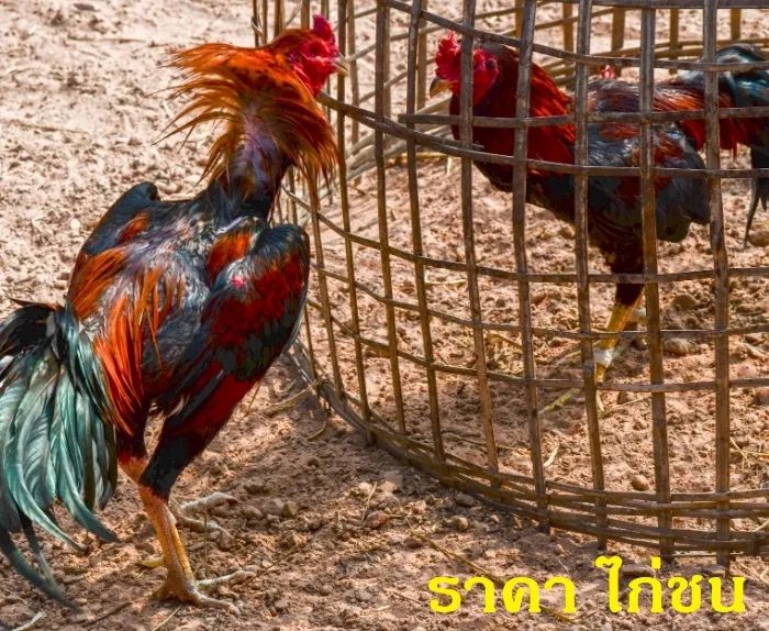 ราคา ไก่ชน