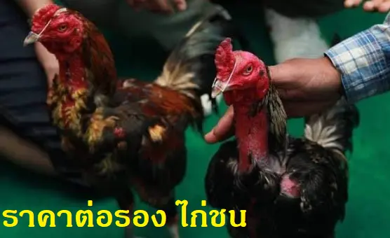 ราคาต่อรอง ไก่ชน