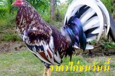 ราคาไก่ชนวันนี้
