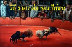 วิธี ราคา ต่อ รอง ไก่ชน