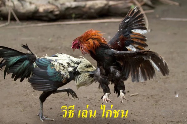 วิธี เล่น ไก่ชน วิธี เล่น ไก่ชน