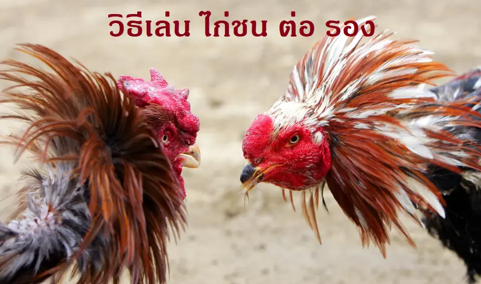 วิธีเล่น ไก่ชน ต่อ รอง