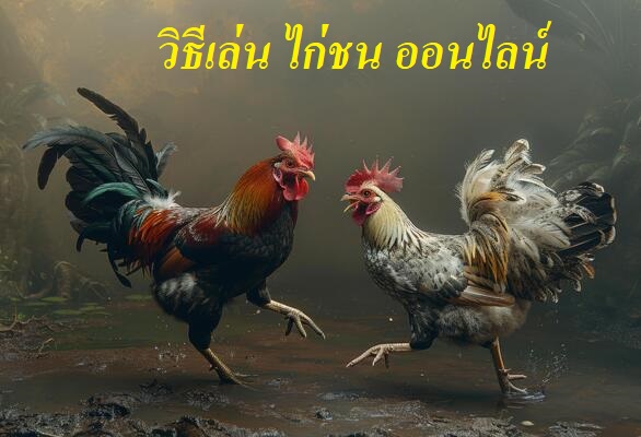 วิธีเล่น ไก่ชน ออนไลน์