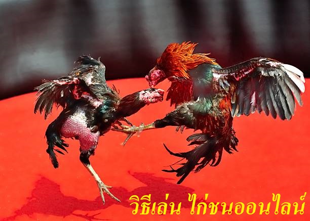 วิธีเล่น ไก่ชนออนไลน์
