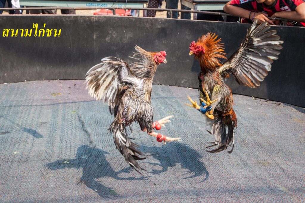สนามไก่ชน