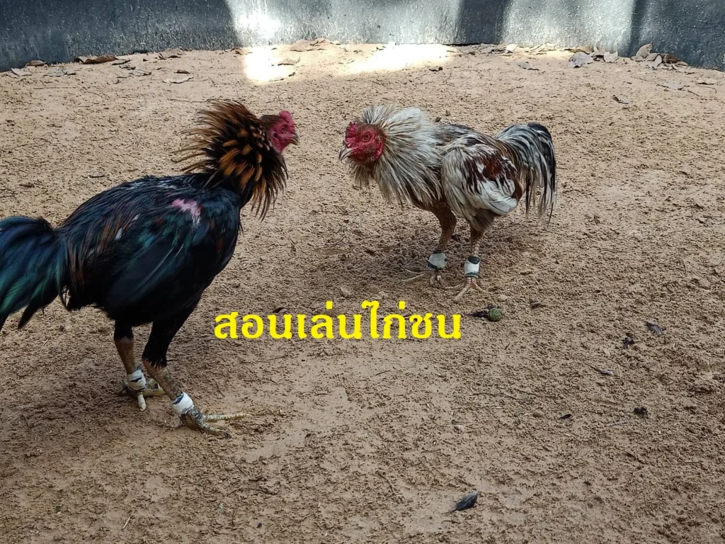 สอนเล่นไก่ชน