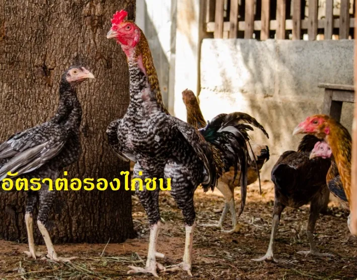 อัตราต่อรองไก่ชน