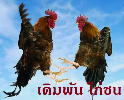 เดิมพัน ไก่ชน