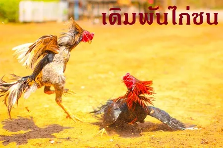 เดิมพันไก่ชน