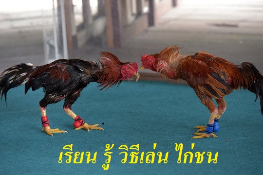 เรียน รู้ วิธีเล่น ไก่ชน