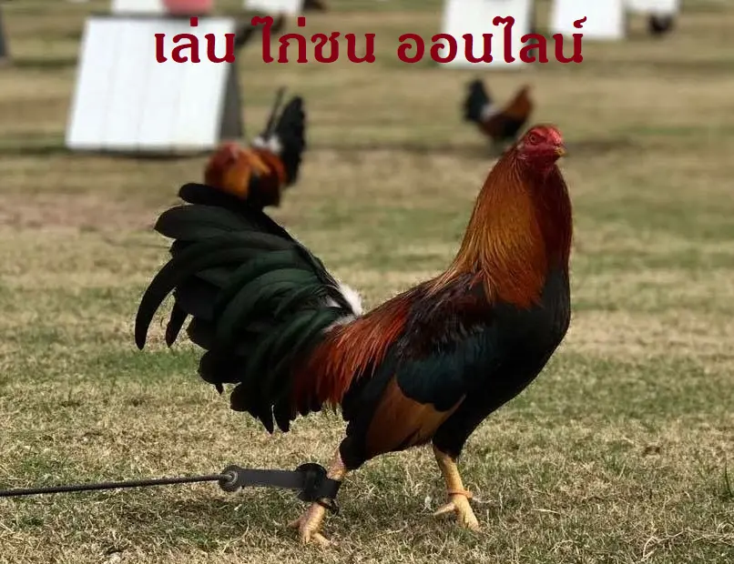 เล่น ไก่ชน ออนไลน์