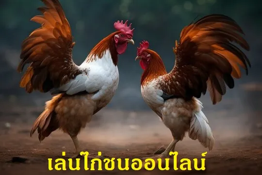เล่นไก่ชนออนไลน์