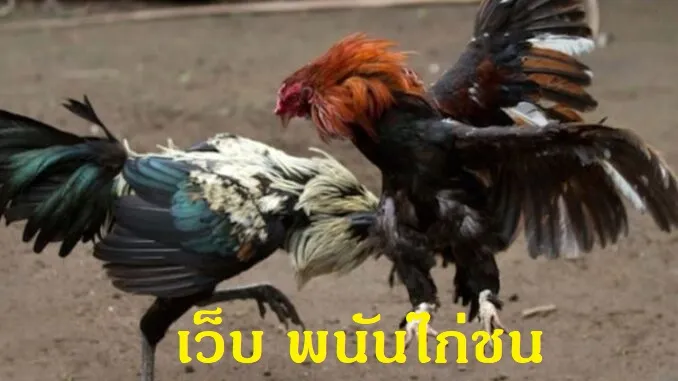 เว็บ พนันไก่ชน