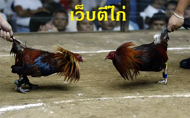 เว็บตีไก่