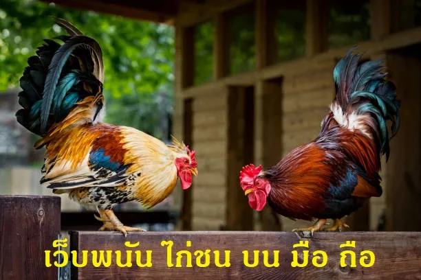 เว็บพนัน ไก่ชน บน มือ ถือ เว็บพนัน ไก่ชน บน มือ ถือ