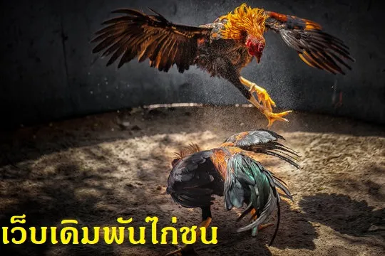 เว็บเดิมพันไก่ชน
