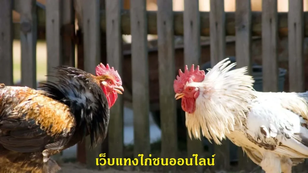 เว็บแทงไก่ชนออนไลน์