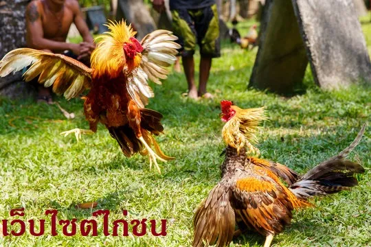 เว็บไซต์ไก่ชน