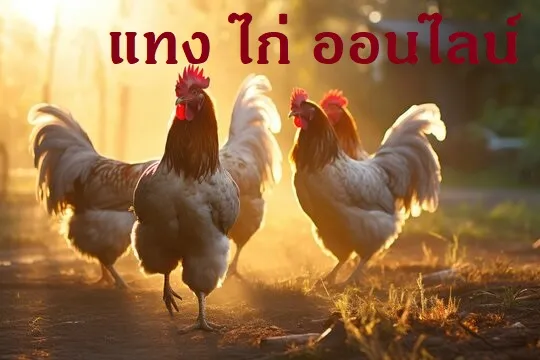 แทง ไก่ ออนไลน์