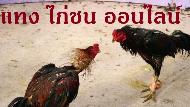 แทง ไก่ชน ออนไลน์