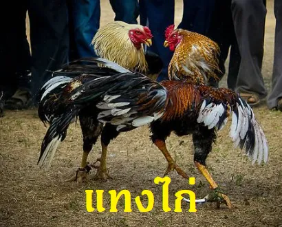 แทงไก่