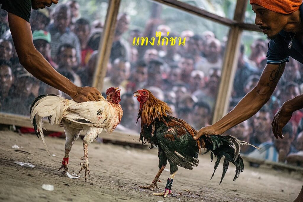 แทงไก่ชน