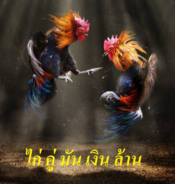 ไก่ คู่ มัน เงิน ล้าน