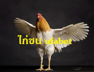 ไก่ชน ufabet