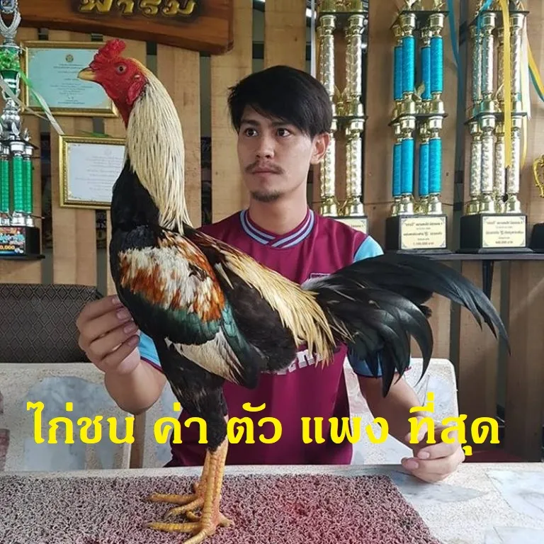 ไก่ชน ค่า ตัว แพง ที่สุด