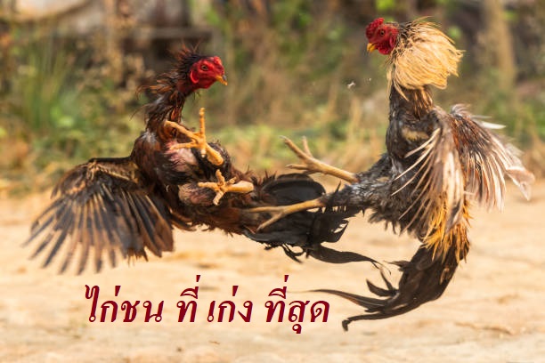 ไก่ชน ที่ เก่ง ที่สุด