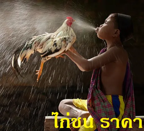 ไก่ชน ราคา ไก่ชน ราคา