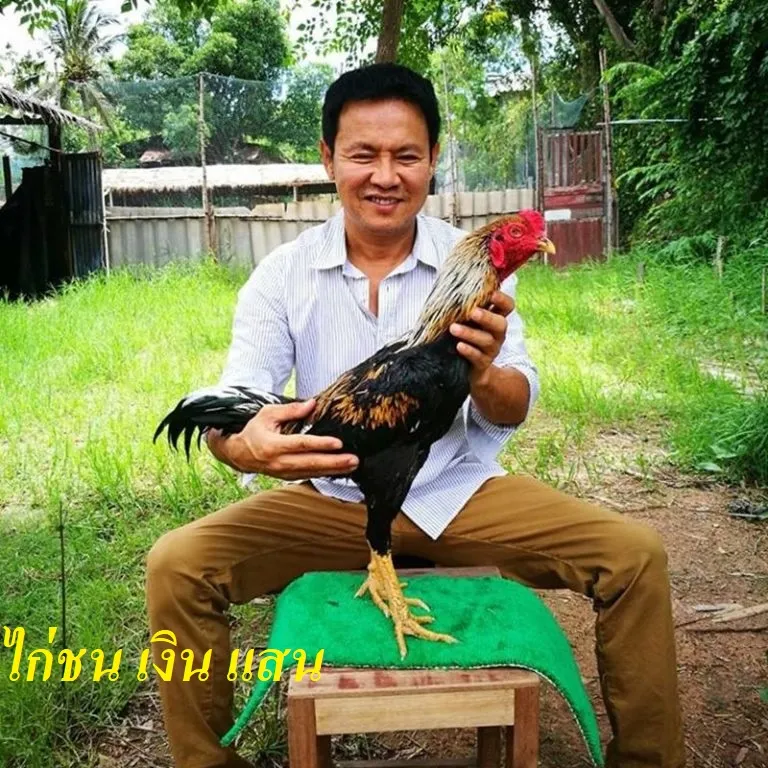 ไก่ชน เงิน แสน