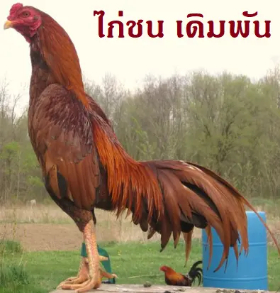 ไก่ชน เดิมพัน