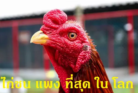 ไก่ชน แพง ที่สุด ใน โลก